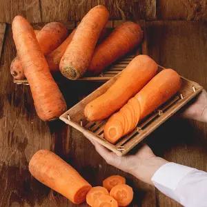 제주 구좌 흙당근 10kg 왕