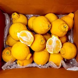 [아침이슬농원] 제주 노지 한라봉 정품 중과 3kg