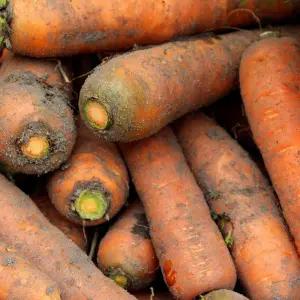 때깔찬 국내산 흙당근 제주 당근 10kg (특)