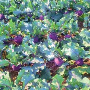 제주 콜라비 로얄과 5kg 신선한 샐러드