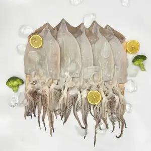 급냉 손질 오징어 500g외 택1 원양산 오징어볶음 무늬오징어