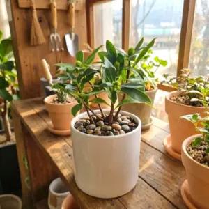 천리향 (행사2개보내드립니다) 나무 묘목 외목대 서향나무 꽃화분 겨울꽃 야생화 공기정화식물 향기나는식물