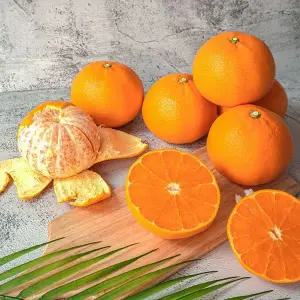 [하프클럽/더조은]제주 서귀포 노지 천혜향 (혼합과) 3kg