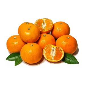 강력 추천 제주 새콤달콤 천혜향 로얄 중대과 혼합 (220g~400g) 5kg