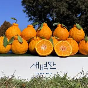 제주 서귀포 한라봉 혼합과 10kg