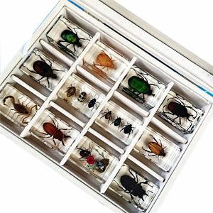 과학 곤충표본 상자 실제 교구 사슴벌레 버전 표본상자 수집 보관 교육 전시