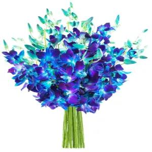 카블룸 이국적인 블루 사파이어 오키드 꽃다발 20개의 신선한 생일 발렌타인 어버이날을 위한 꽃