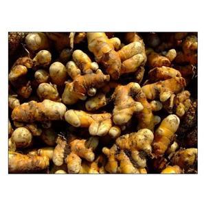 울금종자 5kg 강황종자 울금씨앗