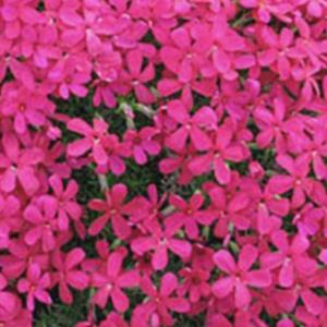 순희농장 꽃잔디 꽃잔디화분 25개 홍설 진분홍 조경수 야생화