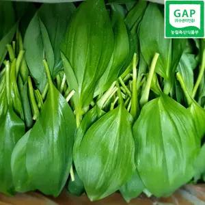 강원도 산마늘 명이나물 잎명이 1kg 울릉도종 명이 산지발송 GAP인증 3월23일첫수확