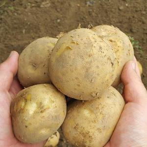 수미감자 10kg (중/대/특) 포슬포슬 분이많은 수미감자