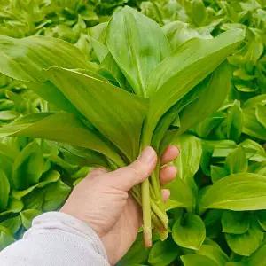 생 명이나물 산마늘 1kg / 봄나물 명이나물