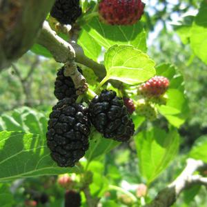 백운팜 햇 오디 3kg /급냉생과 씻을필요 없는 편리한 생과