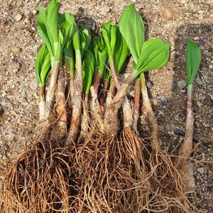 강원도 홍천 명이모종 50촉 100촉 6-9년근 명이나물 산마늘모종 울릉도종