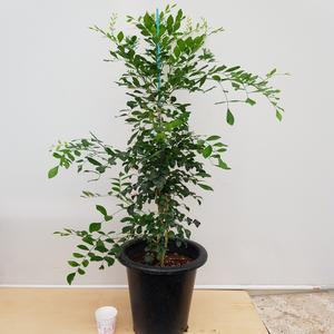 [소나무길] 하얀색 꽃이 피는 향기로운  오렌지 자스민 대형 590