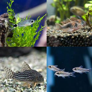 피알피쉬 바닥청소 물고기 코리도라스 / 메기과 열대어 관상어