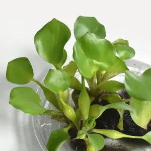 부레옥잠 소형 수경재배식물 키우기쉬운 인테리어 공기정화 수경식물