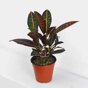 크로톤 소형 관엽식물 인테리어 공기정화 식물