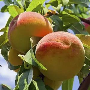 [같이가치농원]복숭아나무(경봉 백도 복숭아) 접목1년생 묘목 대과종 노지월동(같이가치농원)