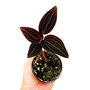 에덴플랜트 해마리아 보석란 보석난 수입 테라리움 음지식물