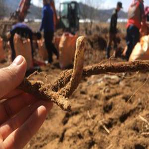 [고사리뿌리] 먹고사리 재배 뿌리 씨앗 모종 18kg 고사리묘종 1평당1키로식재 20평식재분량