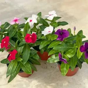 일일초 소형 매일초 야생화 꽃모종 키우기 쉬운 식물 실내화초