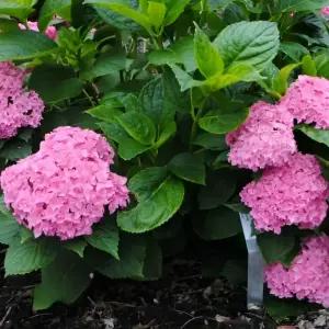 유럽수국 유앤미 투게더 P9포트 별수국 겹꽃 신품종 묘목 정원조경수 꽃나무 개화주 (목하원예조경)