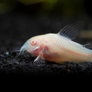 티아쿠아 열대어 코리도라스 알비노 화이트 1마리 관상어 바닥청소물고기