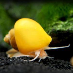 나나아쿠아 열대어 애플 스네일 1마리