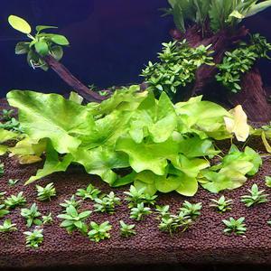 판타날 레빗이어 로투스 1뿌리 대형수초 어항 수족관