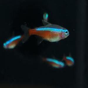 [스누피아쿠아] 카디널(카디날) 테트라 20마리