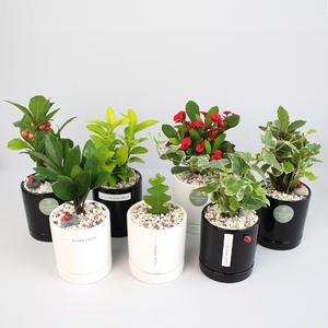 실내공기정화식물 원통형도자기 미니화분 소형화분 분갈이포함된 삼화플라워 세트상품