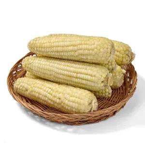 쫀득쫀득 간편 삶은 백찰옥수수 특대 20입