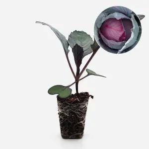 마이플랜트 적양배추 루비아 2개 야채 양배추 모종 텃밭 채소 튼튼한 모종