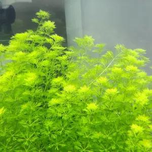 미니 암브리아 10촉