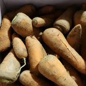 국내산 당근 산지수확 5kg(중/실중량) 실속형