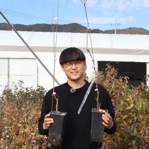 포도나무 묘목 충랑 3년생 포트묘 중묘 외목대 유실수 과수 충랑포도재배 수확 과일나무