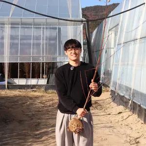 거반도 납작복숭아나무 묘목 분묘 결실주 도넛복숭아 백도 3년생(접목2년생) 재배 수확