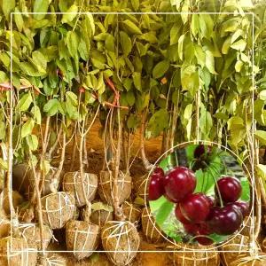 서울농원묘목/왜성체리 라핀스 나무 3년생 분묘(소) 대목 강산16호 체리나무