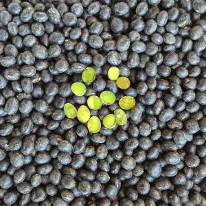 국산 영양 서리태 1kg