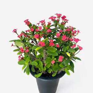 마이플랜트 꽃기린 중형 야생화 꽃모종 화단가꾸기 화초키우기 인테리어 식물