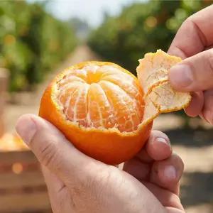 톡톡 터지는 탱글한 과육 고당도 미국산 만다린 5kg