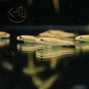 골든 알지이터 (관상어, 열대어, 청소물고기)