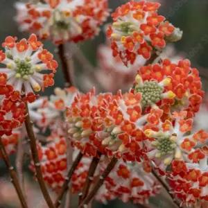 홍화삼지닥나무 레드드레곤 중대품 개화주 향기나는 정원 조경수 C02