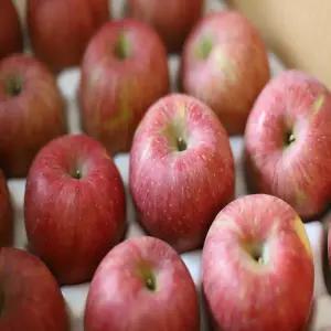 초고당도 부사 사과 당일수확 햇부사 가정용, 1박스, 10kg