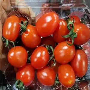 대추 방울토마토 토마토 2kg 4kg 랜덤과