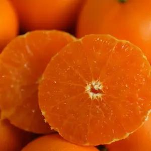 가정용 한라봉 천혜향 4.5kg 새콤달콤 제주 과일