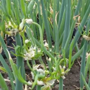 삼동파모종 2년차 종근 15뿌리 분주시 약20 gh263