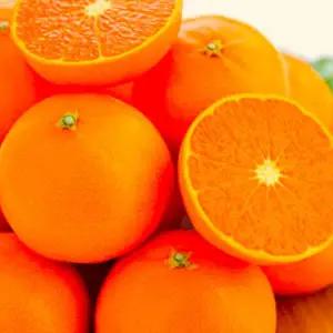 초초특가 최대15brix 제주 천혜향 가정용 // 3kg(중소과) 15-32과 산지직송