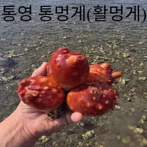 [청정지역 통영] 프리미엄 가성비 통멍게(활명게) 3kg 바다의 파인애플